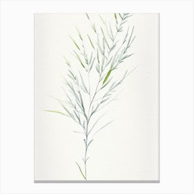 White Willow Herb Minimalist Watercolour 1 Canvas Print