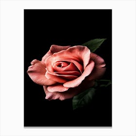 Pink Rose On Black Background 8 Canvas Print