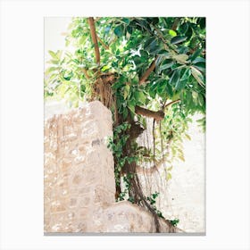Green Tree In Street of Eivissa // Ibiza Travel Photography Canvas Print
