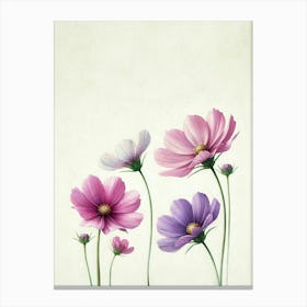 Cosmos Flowers Canvas Print