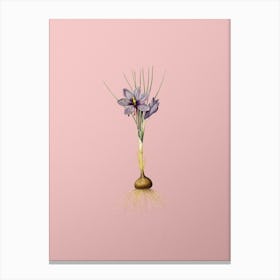 Vintage Crocus Sativus Botanical on Soft Pink n.0604 Canvas Print