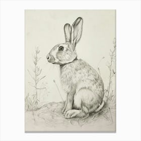 Havana Rabbit Drawing 1 Canvas Print