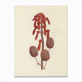 Aloe Macrocarpa Todaro (Aloe), Luigi Balugani Canvas Print