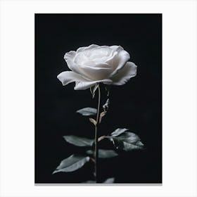 White Rose 2 Canvas Print