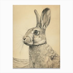 Flemish Giant Rabbit Drawing 2 Canvas Print