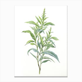 Lemon Verbena Vintage Botanical Herbs 1 Canvas Print
