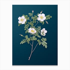 Vintage White Candolle's Rose Botanical Art on Teal Blue n.0749 Canvas Print