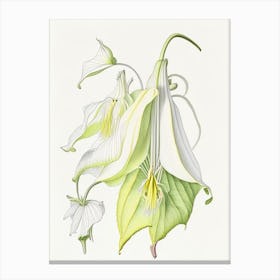 Angel S Trumpet Floral Quentin Blake Inspired Illustration 1 Flower Canvas Print
