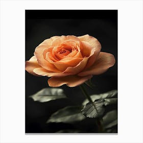 Orange Rose 6 Canvas Print