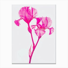 Hot Pink Iris 1 Canvas Print