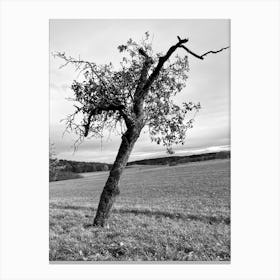 Tree In A Field 7 Canvas Print