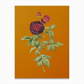 Vintage One Hundred Leaved Rose Botanical on Sunset Orange n.0223 Canvas Print