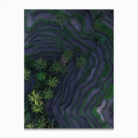 Tropical Risefields From Above Canvas Print