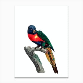 Vintage Plum Headed Parakeet Bird Illustration on Pure White 2 Canvas Print