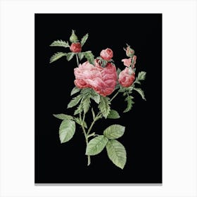 Vintage Cabbage Rose Botanical Illustration on Solid Black n.0325 Canvas Print