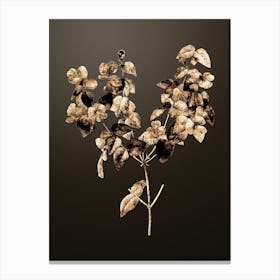 Gold Botanical Platilobium on Chocolate Brown n.2356 Canvas Print