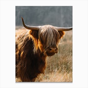 Highland Cow in the field | colorful travel photography Canvas Print