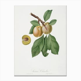 Prune (Prunus Claudia) From Pomona Italiana (1817 1839), Giorgio Gallesio Canvas Print