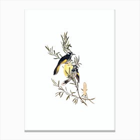 Vintage New Holland Honeyeater Bird Illustration on Pure White n.0112 Canvas Print