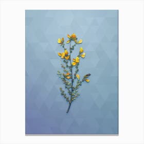 Vintage Adenocarpus Botanical Art on Summer Song Blue n.0577 Canvas Print