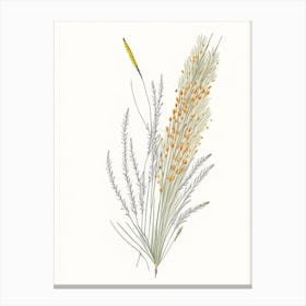 Horsetail Spices And Herbs Pencil Illustration 1 Canvas Print