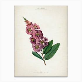 Vintage Denisse 2 Lagerstroemia Regina Canvas Print