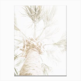 Light Palm Tree Canvas Print