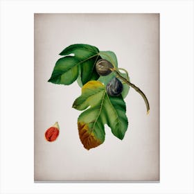 Vintage Fig Botanical on Parchment n.0095 Canvas Print