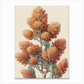 Spruce Tree Canvas Print