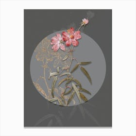 Vintage Botanical Peach Leaved Rose on Circle Gray on Gray n.0339 Canvas Print