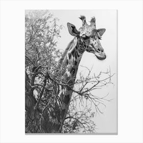 Giraffe With Their Head In The Branches Pencil Drawing 1 Canvas Print