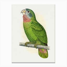 Parrot 15 Canvas Print