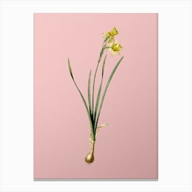 Vintage Narcissus Calathinus Botanical on Soft Pink n.0476 Canvas Print