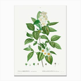 Philadelphus Coronarius, Pierre Joseph Redoute Canvas Print