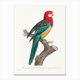 The Eastern Rosella, (Platycercus Eximius) From Natural History Of Parrots, Francois Levaillant Canvas Print