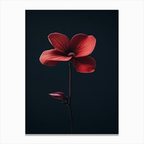 Single Red Flower On Black Background Canvas Print