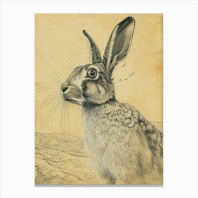 English Angora Rabbit Drawing 4 Canvas Print