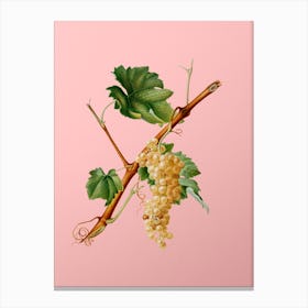 Vintage Vermentino Grapes Botanical on Soft Pink n.0624 Canvas Print