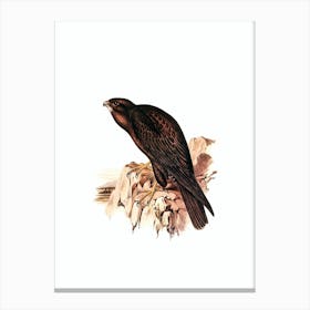 Vintage Black Falcon Bird Illustration on Pure White n.0454 Canvas Print