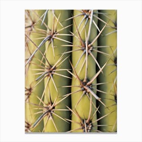 Cactus Spikes Canvas Print