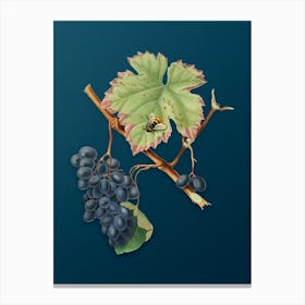 Vintage Barbera Grape Botanical Art on Teal Blue n.0768 Canvas Print