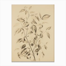 Vintage Branch Sketch Canvas Print