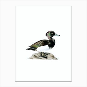 Vintage Ferruginous Duck Male Bird Illustration on Pure White n.0142 Canvas Print