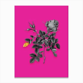 Vintage Dwarf Damask Rose Black and White Gold Leaf Floral Art on Hot Pink n.0375 Canvas Print