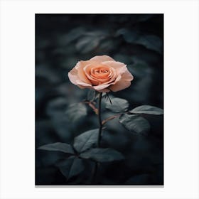 Rose In The Dark 19 Canvas Print