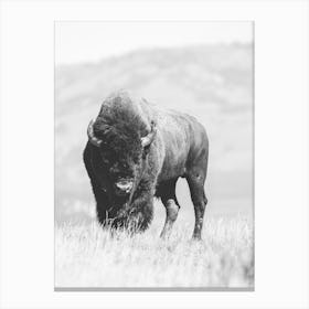 Bison On Hill Canvas Print