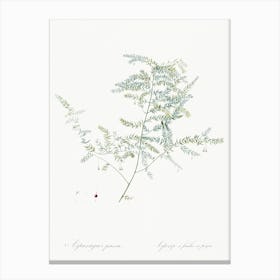 Climbing Asparagus Fern, Pierre Joseph Redoute Canvas Print