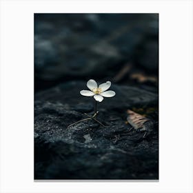 White Flower On Rock Canvas Print