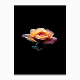 Rose On A Black Background 17 Canvas Print