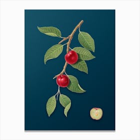 Vintage Cherry Plum Botanical Art on Teal Blue n.0562 Canvas Print